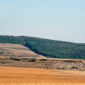 Pădurea Micleşti