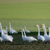 Grup mixt de Cygnus columbarius brewickii și Cygnus cygnus