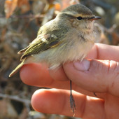 Pitulice de Himalaya