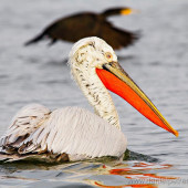 Pelican creţ