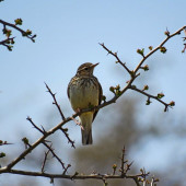 Ciocârlie de pădure