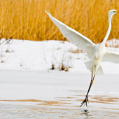 Egretă mare