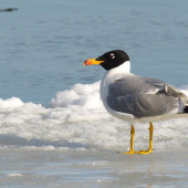 Pescăruş asiatic