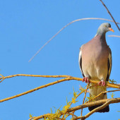 Porumbel gulerat