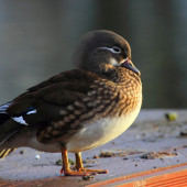 Rață mandarin