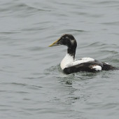 Eider