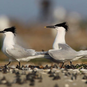 Chiră de mare