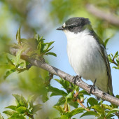 Muscar semigulerat